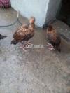 Pure Aseel chicks available