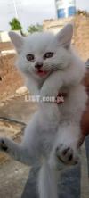 White Persian Cat Pair