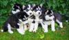 Top quality siberian husky puppies available from imported parents