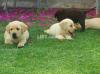 Highly pedigree top notch Labrador pups from euriopean imported lines