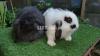 Beautiful lops rabbit bunnies by royal pets