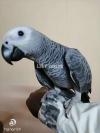 African Grey chicks self feed and 2 time feed