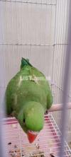 green neck chicks
