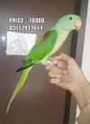 Pahari Parrot Male Phatta available