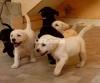 Show class and top class labrador puppies available