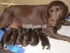 Chocolate Labrador Pedigreed Pups