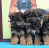 Top notch highly pedigree german shepherd puppies available