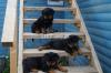 Highly pedigree top lines rottwiler puppies available