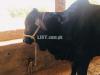 Rajistani cow male for next year