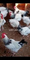 Light Sussex Imported breed chicks for sale
