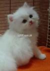 White Kittens (Delivery Available)