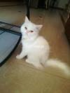 4 months male persian punchface white cat