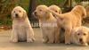 Show class british labrador pups from pedigree parents best quality