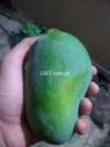 Fresh Mango / Aam /Mangoes available for sale 10kg