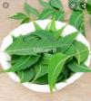 Neem leaves available for sale