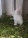 Cute Rabbits For sale