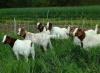 Goat Palai - Rs. 120/Day - Ahsan Farms