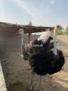 Ostrich breeder Pair Age 4.5 Years 1 female and 1 male