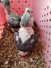 African Grey parrots chicks