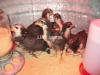 4 Weeks Old Australorp for Poultry Farmers & Hobbyists-95% Survival