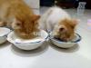 Pair of Persian kittens for adoption