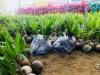 Imported Dwarf coconut seedlings