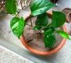 Money plant with pot of miti newly