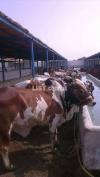 Sheds Available for Cattle and Dairy Farming Short and Long Term Basis