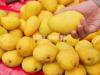 Fresh Mangoo Available