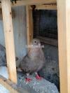 Injiria pigeon (kabootar) with one chick