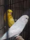 Exhibition Red eyes breeder pair for sale