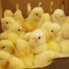 Day Old Leghorn Chicks - Imported Bloodline - 90% Egg Production