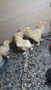 Golden Buff heavy and Australorp Chicks