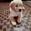 Adorable top class golden retriever pups available from imported paren