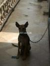 Alsation dog for sale age 5 month