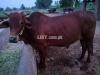 Shiwal Cow Bull