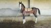 Desi Panjkalian stallion