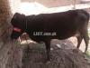 Fression cow for sale
