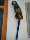 Blue Parrot For Home Decoration indoor/Outdoor