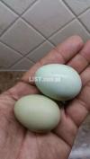 Hatching eggs Blue Coloured cream leg bar