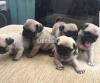 Pug puppies show lines