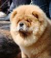 Chow chow imported pup