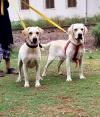 American labrador pair 12 month for sale