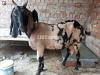 One goat And 2 childe Are sall