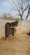 Mix breed horse for sale