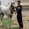 Desi Horse kaabli for sale