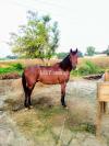 Mix Jins horse for sale