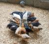 Hybrid Cross (RIR,Australop,Plymouth,Sussex) Breed Chicks 7 weeks