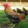 Noiler & Kuroiler Hen Chicks | Organic Farming | Meat Birds