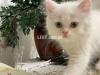 Blue Eyed White Male Persian Kitten (3 Months Old)